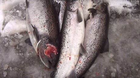 N.B. seafood giant vows change after hidden camera shows ‘unacceptable’ treatment of salmon