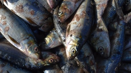 B.C. seafood company pleads guilty to illegally importing fish into the U.S.