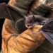 Cree trappers working to save endangered bats in northern Quebec