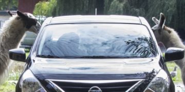 Take a memorable trip to the Olympic Game Farm? Send us your photos.