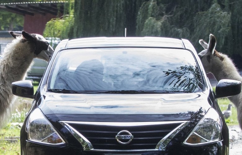 Take a memorable trip to the Olympic Game Farm? Send us your photos.