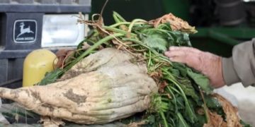 Dismal weather destroys 45% of sugar beet harvest in southern Alberta