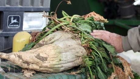 Dismal weather destroys 45% of sugar beet harvest in southern Alberta