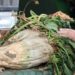 Dismal weather destroys 45% of sugar beet harvest in southern Alberta