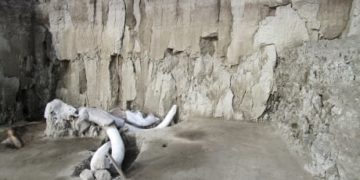 Woolly mammoth traps full of bones found in Mexico