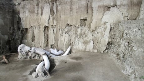 Woolly mammoth traps full of bones found in Mexico