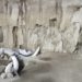 Woolly mammoth traps full of bones found in Mexico