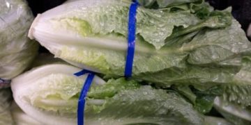 Why E. coli linked to romaine lettuce remains ‘an extremely difficult problem’