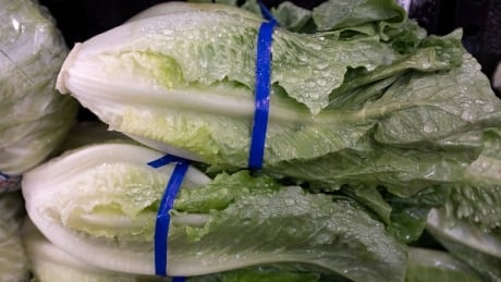 Why E. coli linked to romaine lettuce remains ‘an extremely difficult problem’