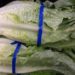 Why E. coli linked to romaine lettuce remains ‘an extremely difficult problem’