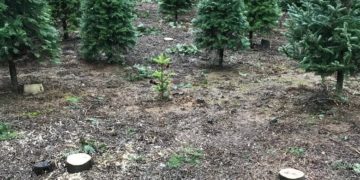 Grinch strikes Christmas tree farm outside Puyallup
