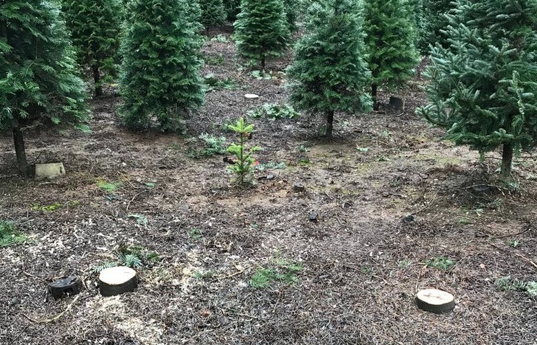 Grinch strikes Christmas tree farm outside Puyallup