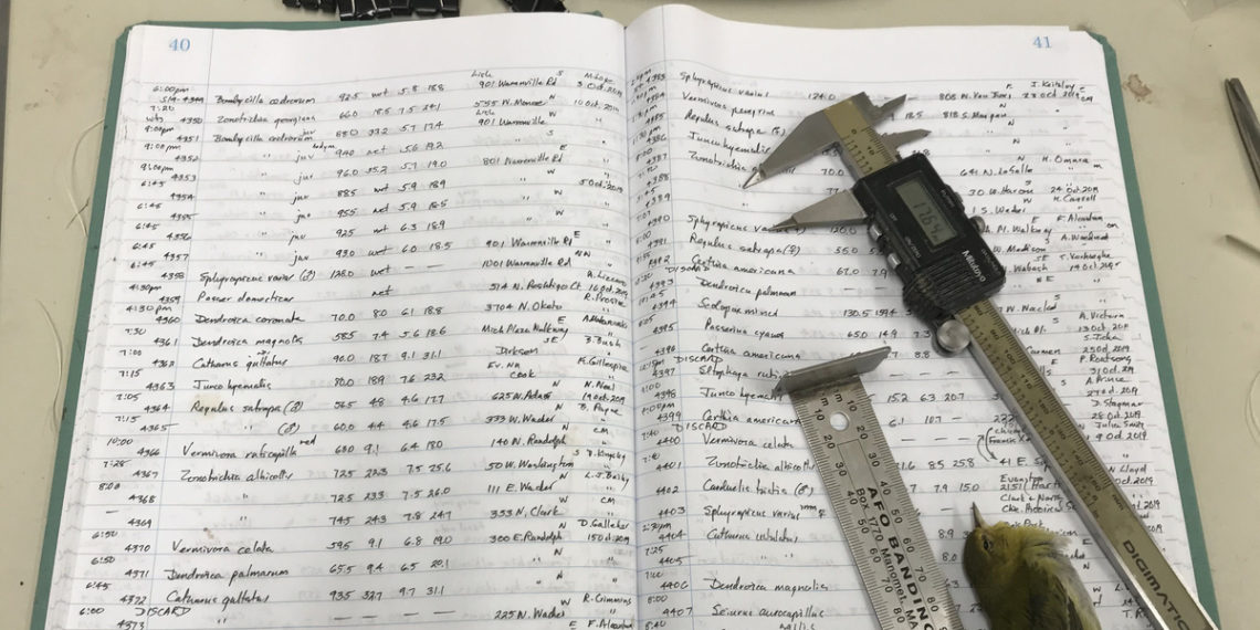 Birds are shrinking. These scientists say it’s a consequence of global warming.