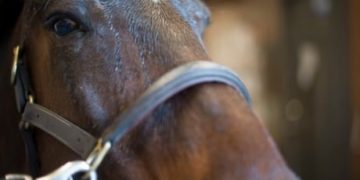 CFIA wins court challenge over transport of horses to Japan for human consumption