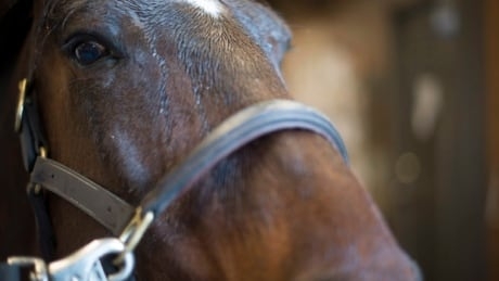 CFIA wins court challenge over transport of horses to Japan for human consumption