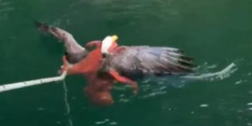 Tentacles vs. talons: Octopus battles bald eagle in video shot off B.C. coast
