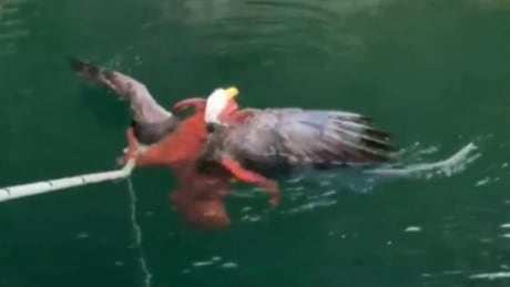Tentacles vs. talons: Octopus battles bald eagle in video shot off B.C. coast