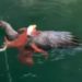 Tentacles vs. talons: Octopus battles bald eagle in video shot off B.C. coast