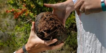 Are you bald? Pregnant? Poisoned? Here’s the dung to help you