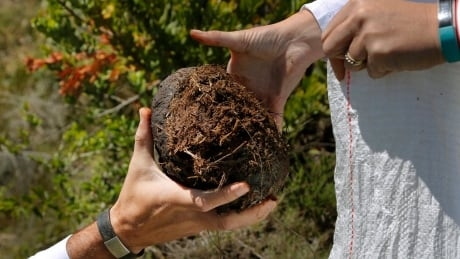 Are you bald? Pregnant? Poisoned? Here’s the dung to help you