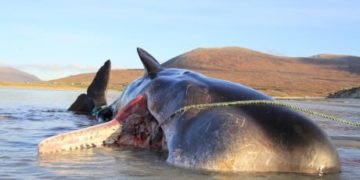 Whale dies with 100 kg ball of plastic trash in its stomach