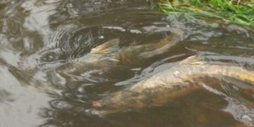 East Vancouver’s urban salmon stream sees no returning fish in 3 years