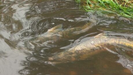 East Vancouver’s urban salmon stream sees no returning fish in 3 years