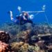 Putting loudspeakers in the ocean can help coral reefs, says marine biologist