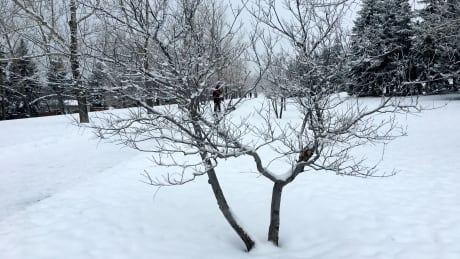 The Grinch who stole Christmas ornaments from a public park