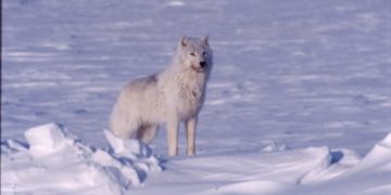 Wolf incentive harvest program targets more wolves in caribou winter range