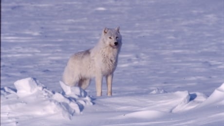 Wolf incentive harvest program targets more wolves in caribou winter range