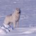 Wolf incentive harvest program targets more wolves in caribou winter range