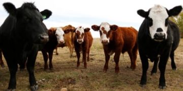 Elk are passing disease to cattle and it could infect humans too