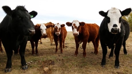 Elk are passing disease to cattle and it could infect humans too