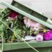 How to give an environmentally friendly afterlife to your Valentine’s Day bouquet