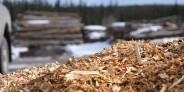Burning biomass in N.S. will speed up the climate crisis, warns MIT prof