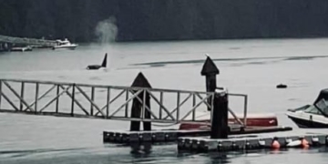 Pod of killer whales spotted in Indian Arm near Metro Vancouver’s North Shore
