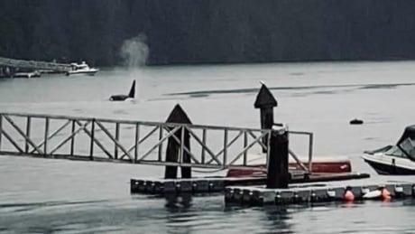 Pod of killer whales spotted in Indian Arm near Metro Vancouver’s North Shore