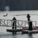 Pod of killer whales spotted in Indian Arm near Metro Vancouver’s North Shore