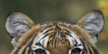 Coughing tiger at the Bronx Zoo tests positive for coronavirus, a ‘first case of its kind’ in U.S.