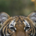 Coughing tiger at the Bronx Zoo tests positive for coronavirus, a ‘first case of its kind’ in U.S.
