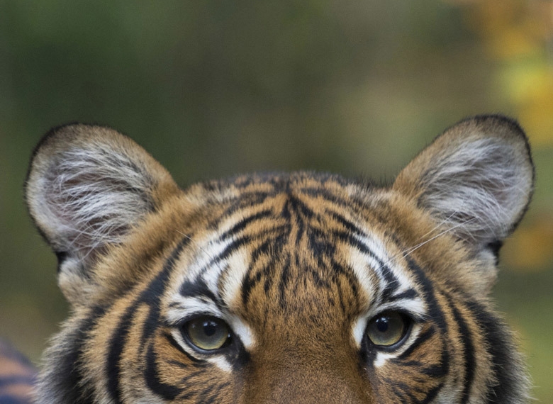 Coughing tiger at the Bronx Zoo tests positive for coronavirus, a ‘first case of its kind’ in U.S.