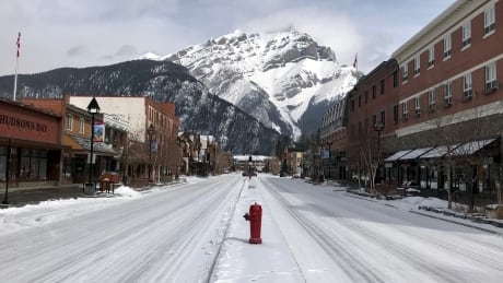 ‘Elk poop on every sidewalk’: Animals take over main street, a sign of Banff’s ‘decimated’ economy