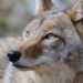 Investigation launched after coyotes, dogs eat poisoned meat