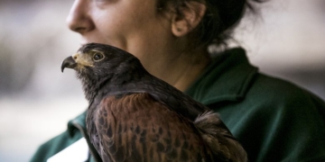 A look inside Seattle’s Woodland Park Zoo during the coronavirus shutdown