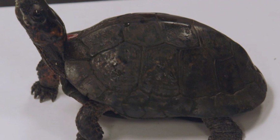 SEE IT: Endangered bog turtles find new home at Bronx Zoo