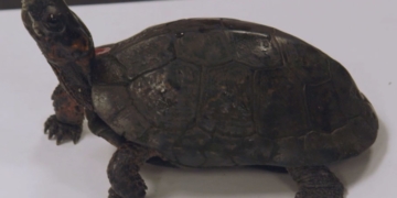 SEE IT: Endangered bog turtles find new home at Bronx Zoo