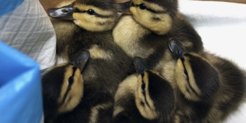 Five ducklings saved in Central Park pond after mom killed by snapping turtle