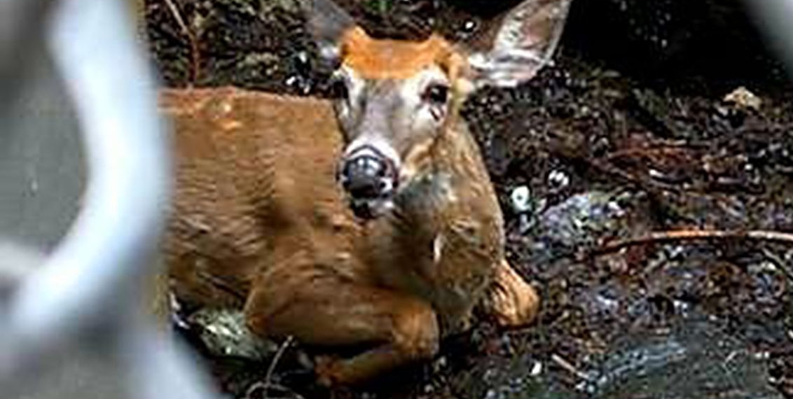 NYC-bound buck hoofing it across GWB rescued by Port Authority police after slipping onto rocks