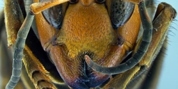 Experts hope to locate Asian giant hornet nests after insect found in Langley